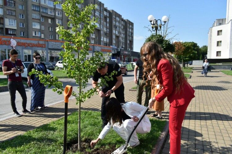 У Луцьку висадили рідкісне дерево
