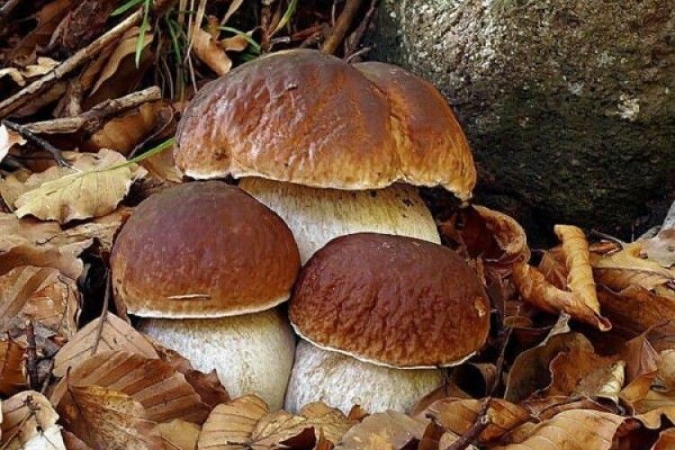 В громаді на Волині можна перевірити безпечність та якість продукції