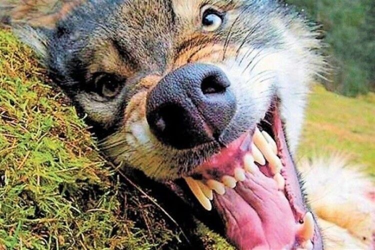 На Володимирщині в громаді в домашнього собаки виявили сказ