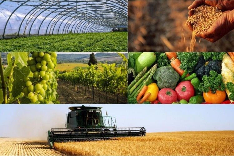 Волинські агропідприємства наростили виробництво продукції у 2025 році