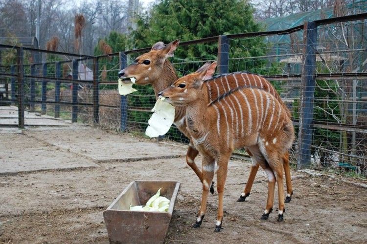 Рівненські антилопи ньяла за обидві щоки наминали вітаміни (фото) 