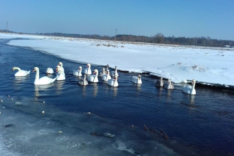 Серед криги і снігу на волинській річці — майже два десятки лебедів (Фото)