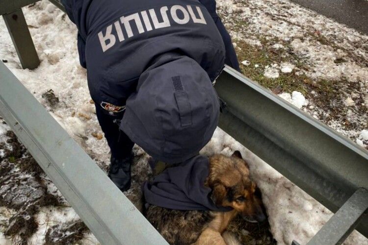 На Волині патрульні врятували життя чотирилапого друга