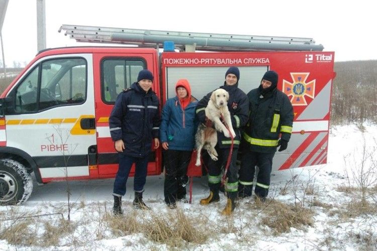 На Рівненщині породистий пес провалився у 5-метровий колектор