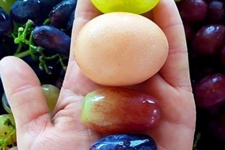 Садівник вирощує виноград розміром з курячі яйця (Фото)