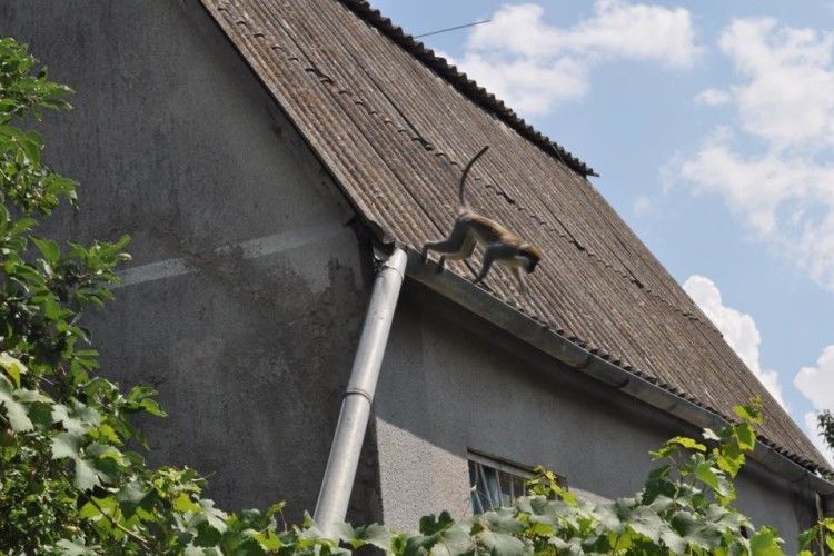 П'ять мавп продовжують тероризувати дачний кооператив на Одещині