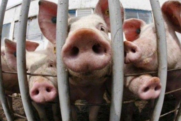 Китайці пропонують рятувати свиней від АЧС цвітною капустою