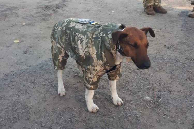 Військові пошили форму... для собаки