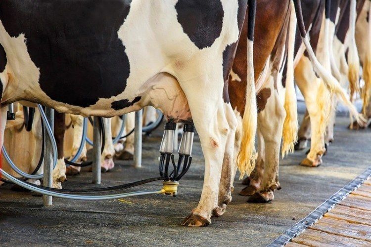 Прибутковість молока впала найрізкіше за останні п’ять років