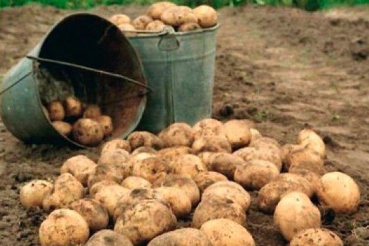 Ціни на картоплю побили всеукраїнський рекорд