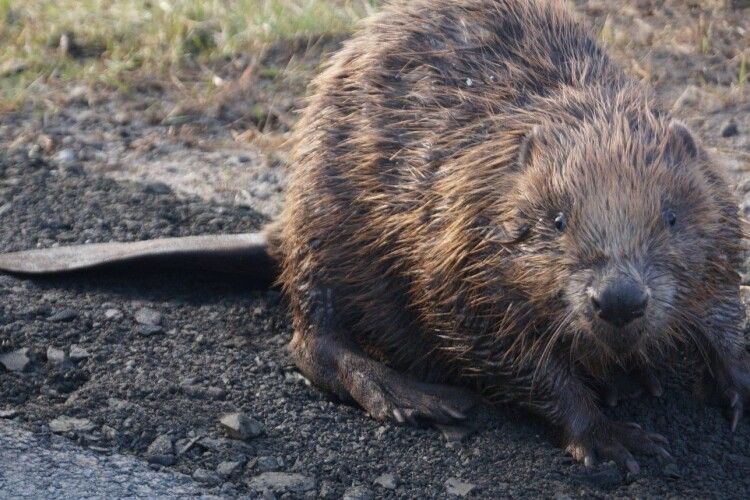 Інженери дикої природи: хто чистить волинські річки краще за техніку