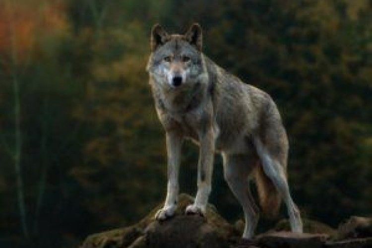 Окупанти взялися відстрілювати кримських вовків, на черзі – олені та косулі…