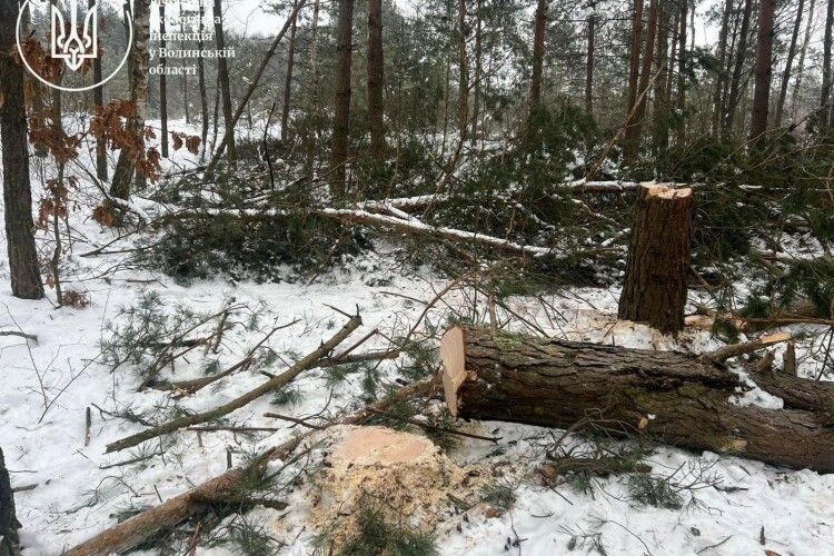 На Волині «чорні лісоруби» завдали збитків на понад мільйон гривень