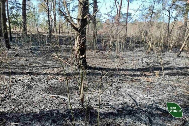 У Луцькому районі вночі виявили підпалювачів лісу