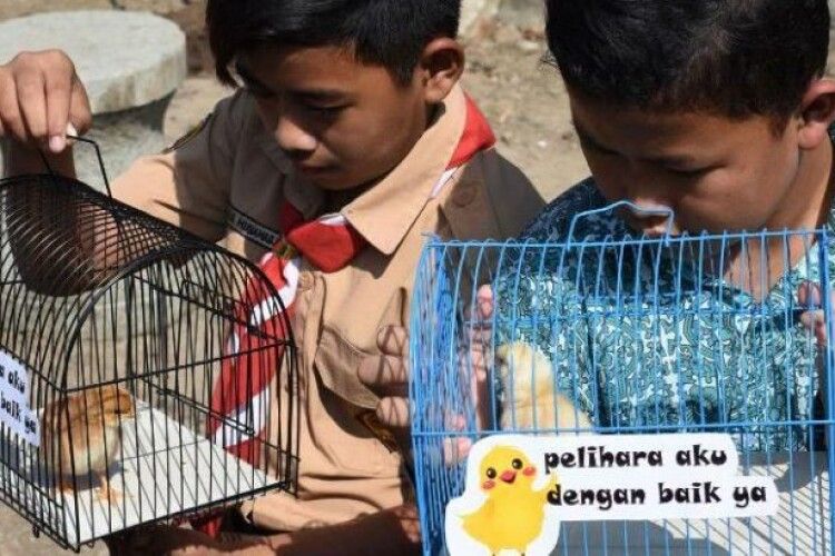 В Індонезії намагаються побороти залежність школярів від смартфонів за допомогою курчат
