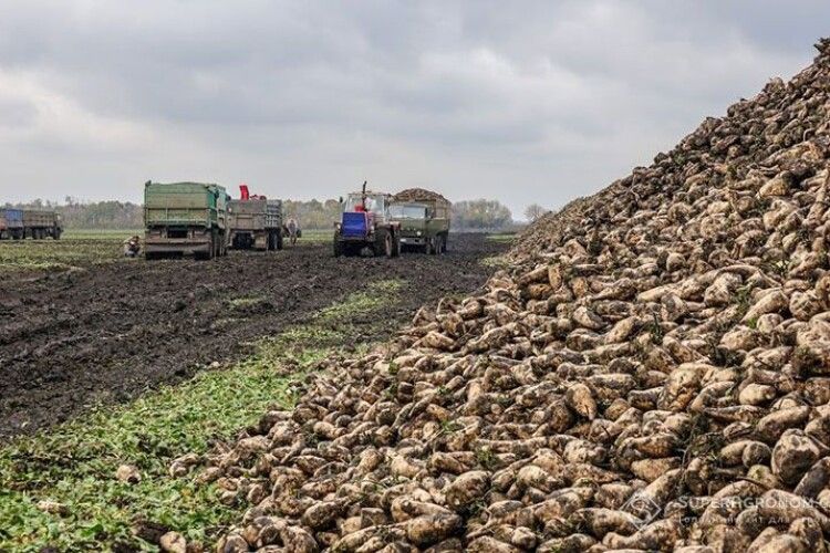 Волинська область посідає друге місце в Україні за врожайністю цукрових буряків