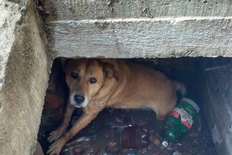 Бійці ДСНС врятували рудого пса, який провалився в люк (фото)