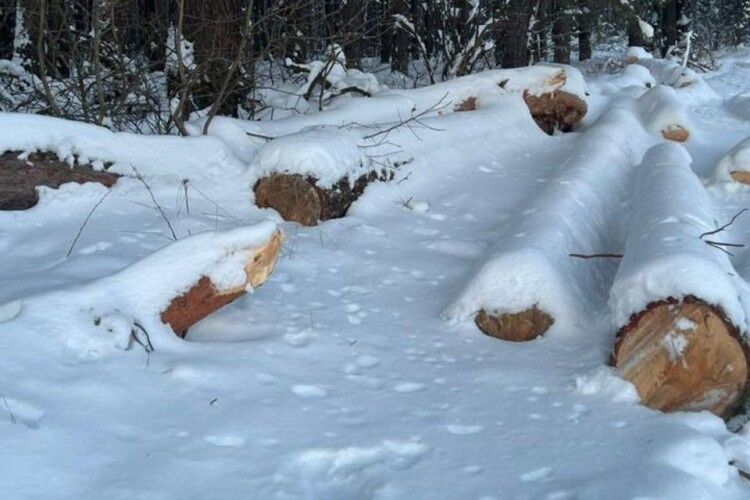 У лісництві на Волині виявили незаконно зрубану деревину