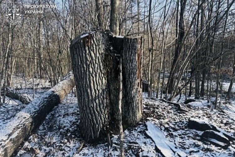 На Волині за службову недбалість у нацпарку судитимуть майстра лісу