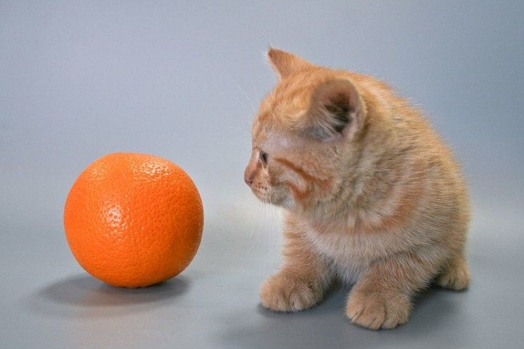 Чому наші коти не люблять апельсинів
