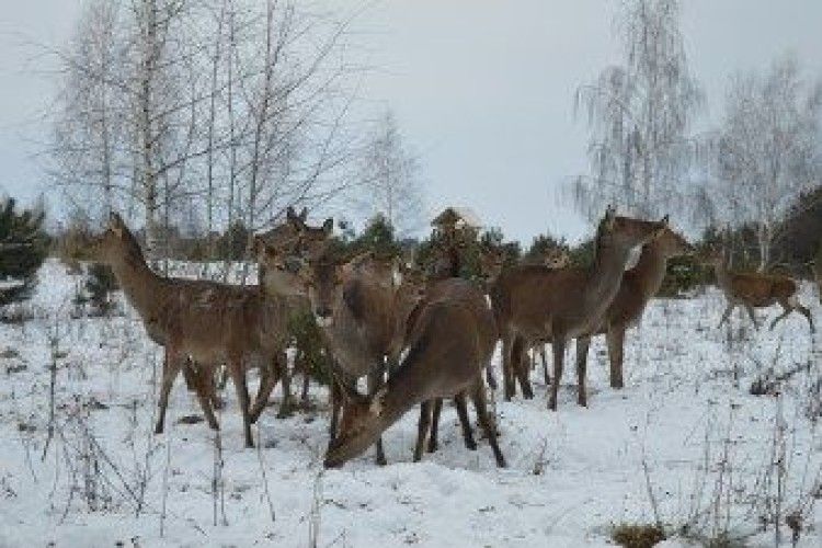 Ківерцівські лісівники та школярі підгодовують зубрів та плямистих оленів