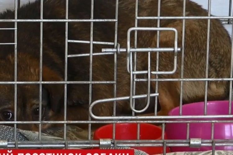 Врятували переляканого собаку, котрий більше року прожив у теплотрасі  