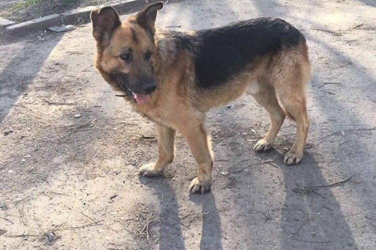 У Луцьку двоногі скотиняки зрадили кульгавого німецького вівчаря (фото)