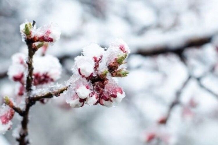 Україну накриють заморозки: синоптик розказала, де буде найхолодніше