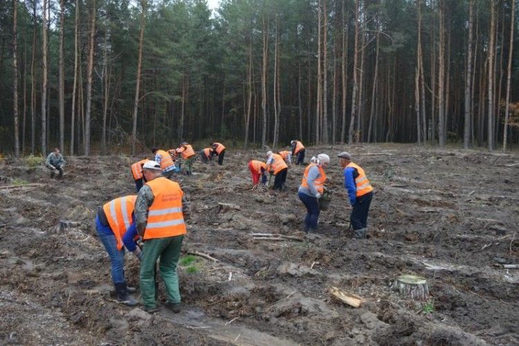 Лісівники Рівненщини виконали і перевиконали план з посадки молодих дерев