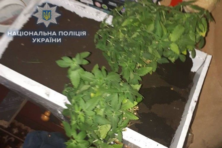 Рівнянин вирощував вдома розсаду конопель