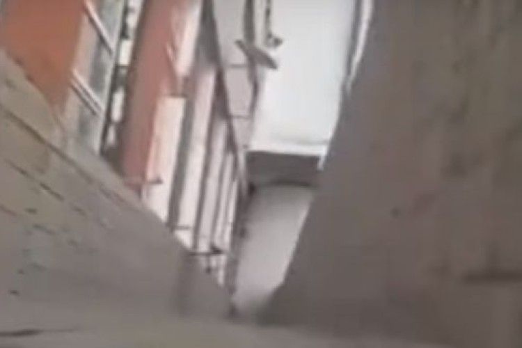 Поліція Львова відкрила провадження через відео, де кота викинули з вікна