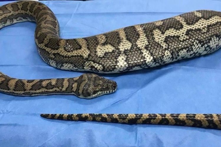 Жінко, ти не бачила мій капець? – Та його ж пітон проковтнув!