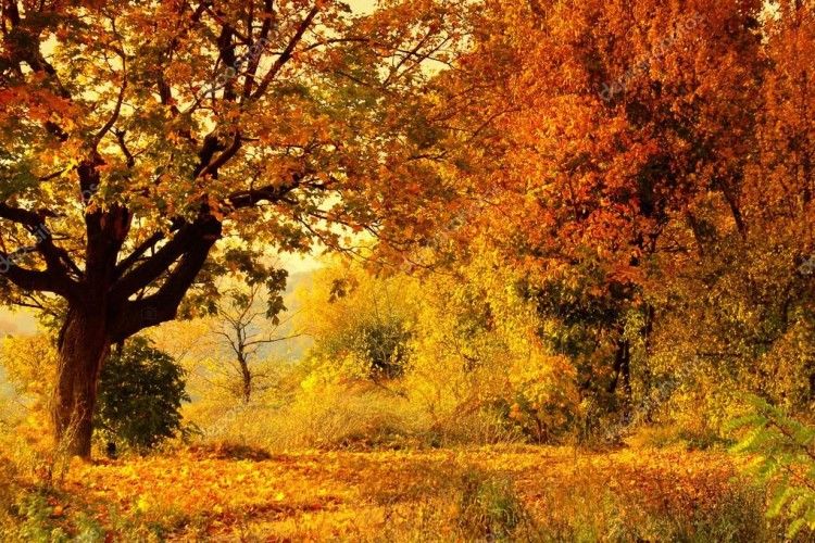Пенсіонерки шукали гриби – аж самі погубилися