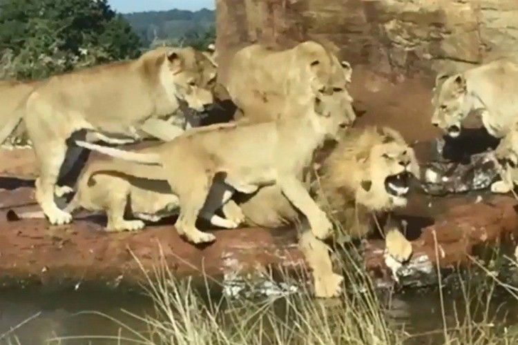 Дев'ять голодних левиць накинулися на бідолашного лева...