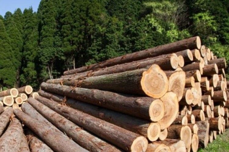 На Волині і Рівненщині продовжують фіксувати випадки незаконної рубки дерев