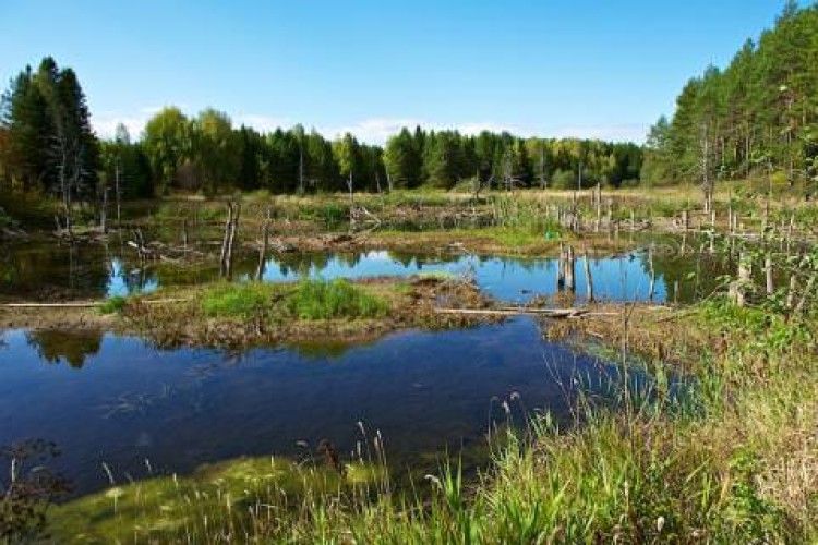 Загрузлих по пояс у болоті, дітей, шукали через супутники