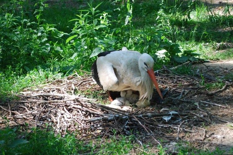 У Рівненському зоопарку білі лелеки вивели лелечат просто на землі