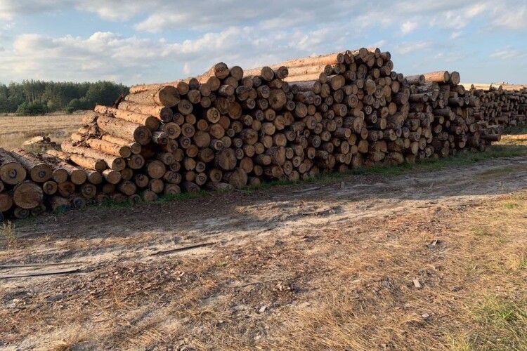 На Волині вилучили понад 700 кубів деревини сумнівного походження (Фото)