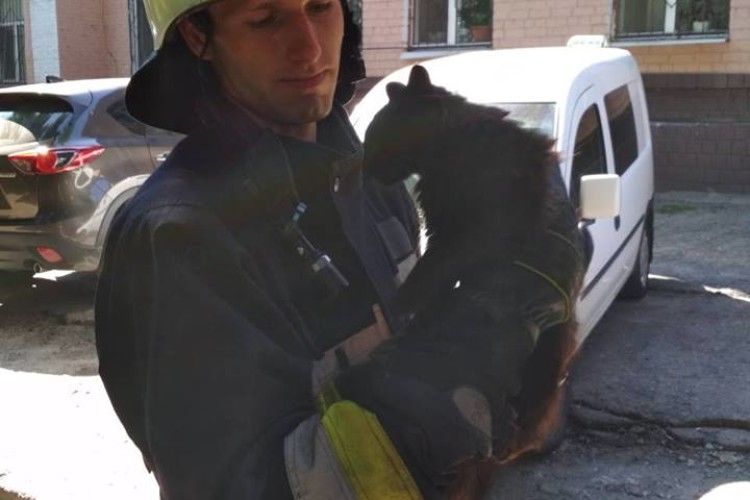 У Дніпрі рятувальники знімали з дерева необачного кота-верхолаза