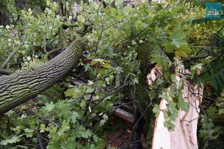 У Тбілісі повалене ураганом дерево вбило двох людей
