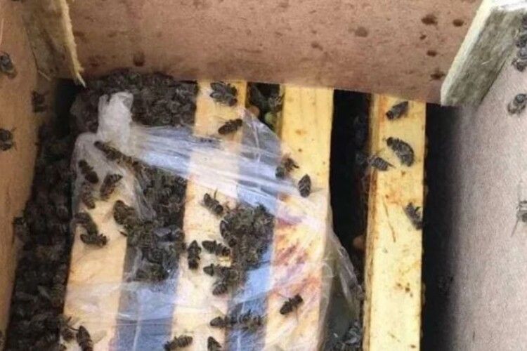 В Україні таки загули мертві бджоли