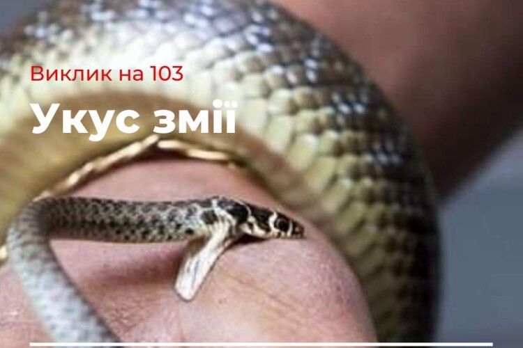 На Рівненщині дві жінки госпіталізовані через укус змії 