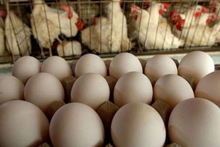 Молдова відмовилася від українських курятини та яєць: боїться пташиного грипу