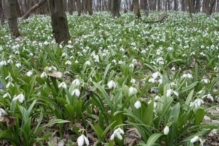 Волинян попереджають: букет підсніжників із 50 рослин може обійтися аж у 500 гривень