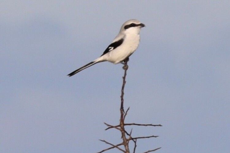 На Волинь прилетіли унікальні птахи