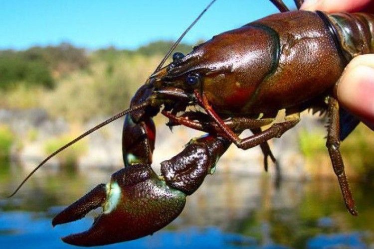 Доведеться шукати інші закуски до пива