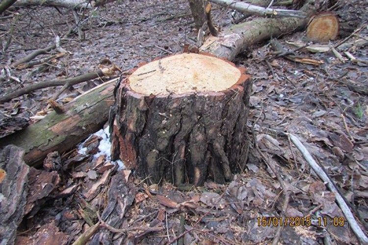 У Ківерцівському районі знову затримали дубокрадів