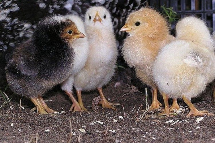 У грузинському місті навала курчат: місцева птахофабрика викинула на сміттєзвалище тисячі «зіпсованих» яєць 