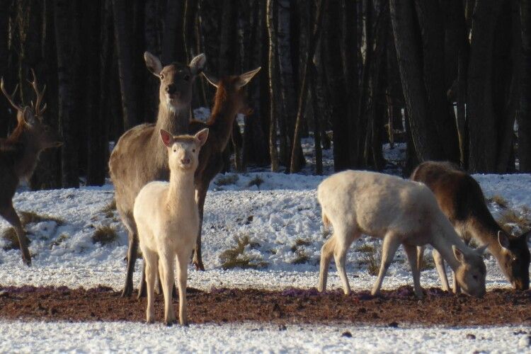 У лісах на Волині помітили рідкісних білих оленів-альбіносів (Фото)
