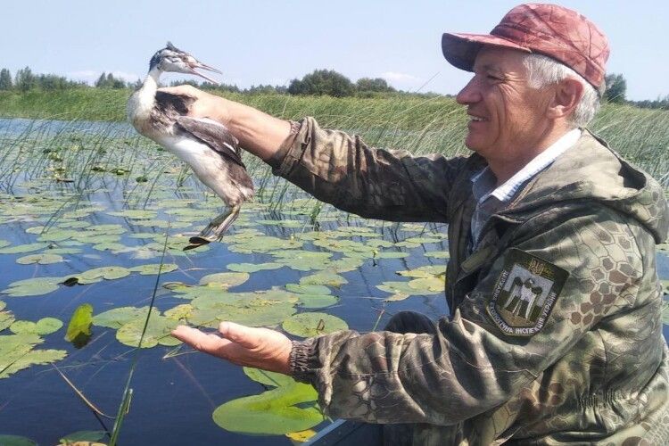 Заплутався в рибальській сітці: на Волині врятували незвичайного птаха